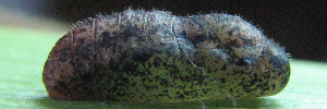 Pupae